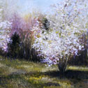 June Berry Tree in Bloom